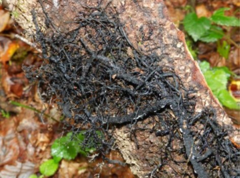 Armillaria Rhizomorphen