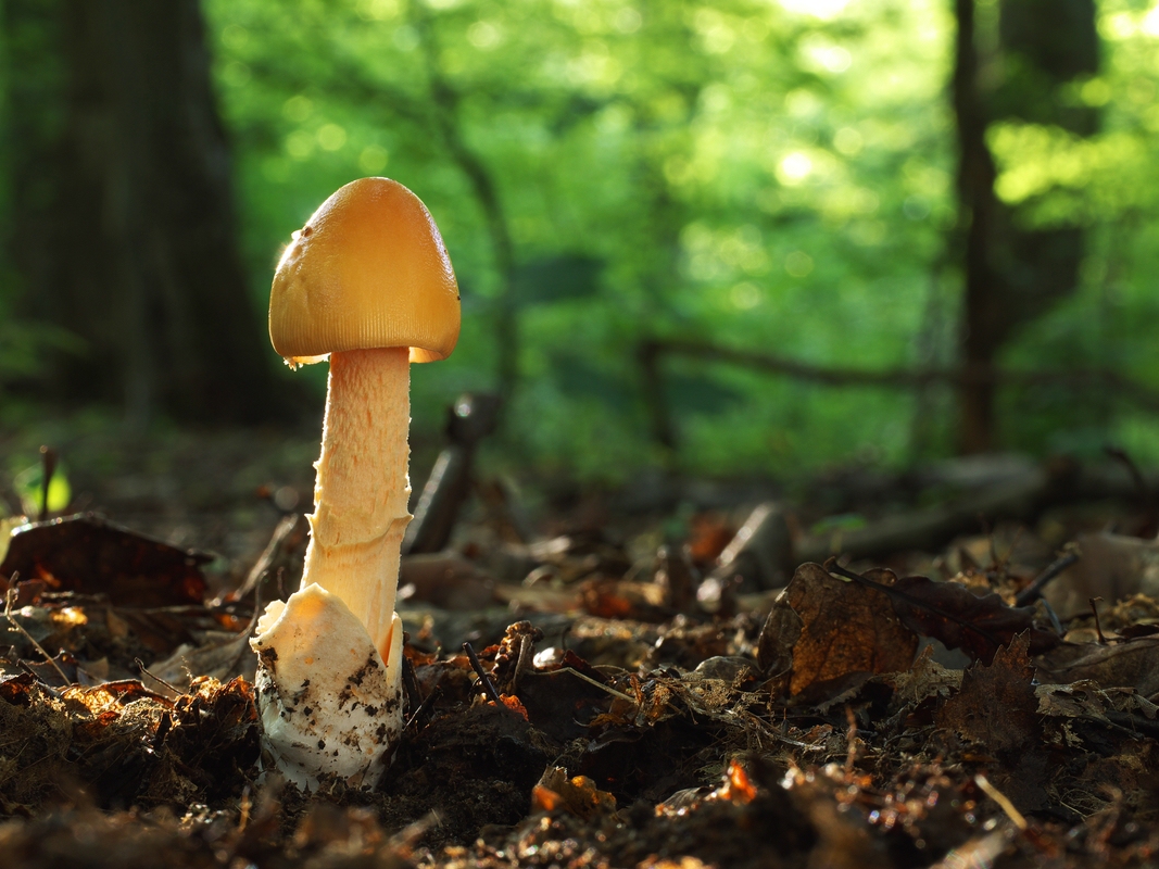 Orangegelber Scheidenstreifling