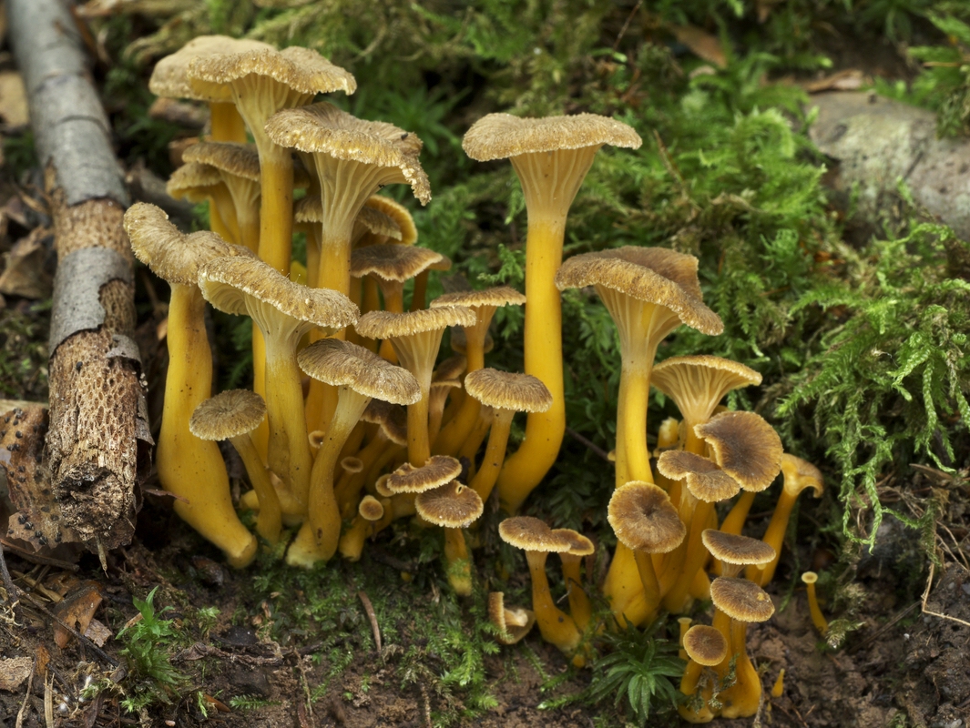 Trompetenpfifferliinge