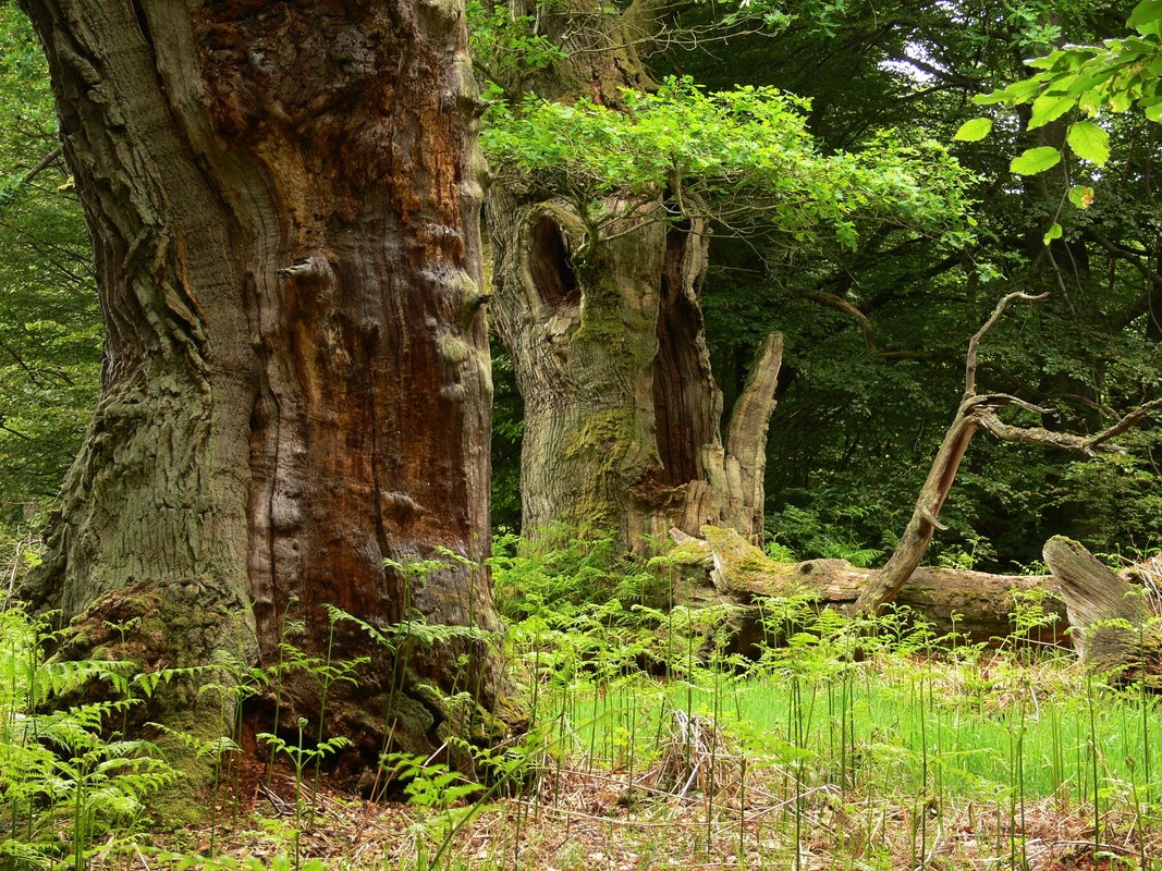 Biotopeiche mit Fistulina hepatica