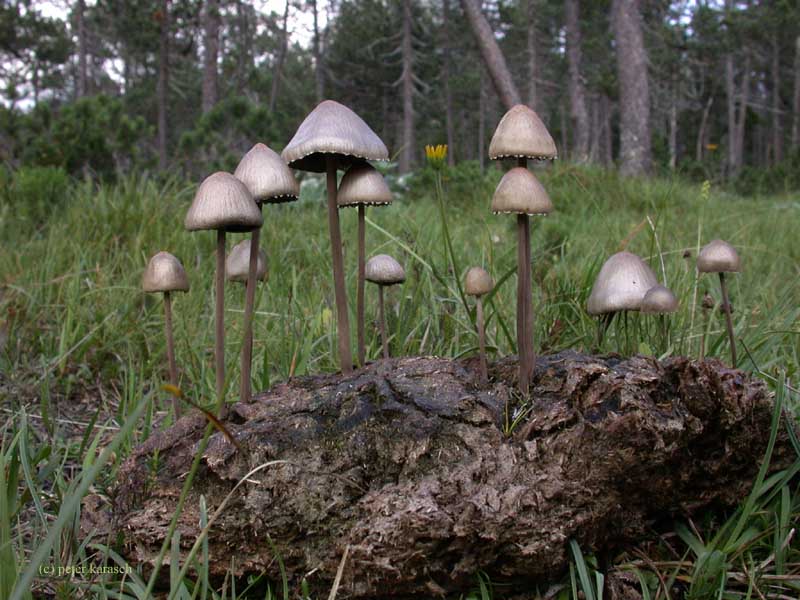 Kuhfladen mit Düngerlingen