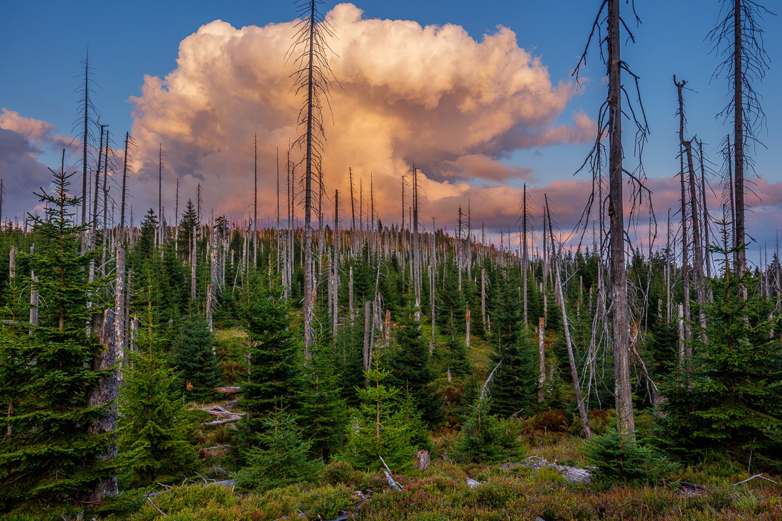 abgestorbene Fichten am Lusen