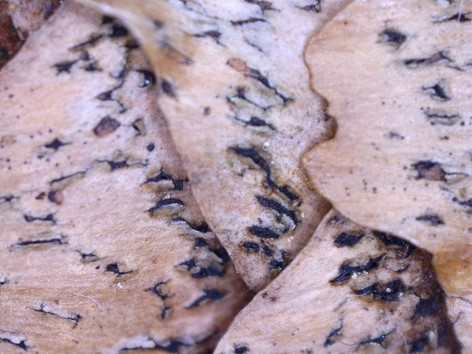 Phragmotrichum_chailetii