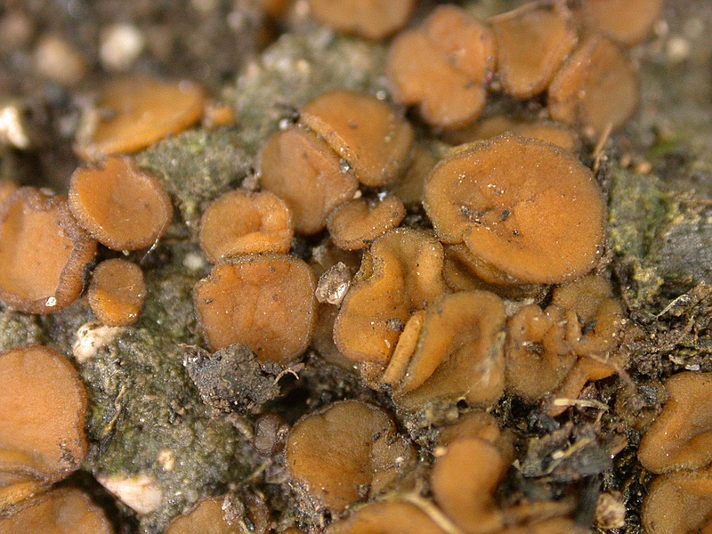 Brandstellen-Wimperlinge