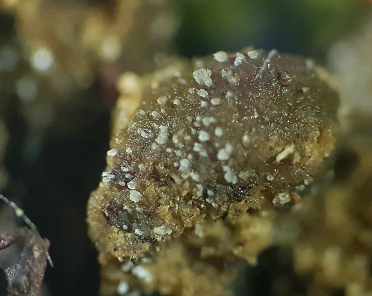 Ascozonus auf Mäusekot