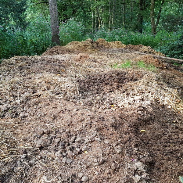 Stallmisthaufen mit Bolbitius coprophilus