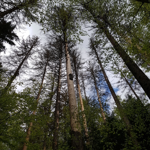 Borkenkäfersukzession