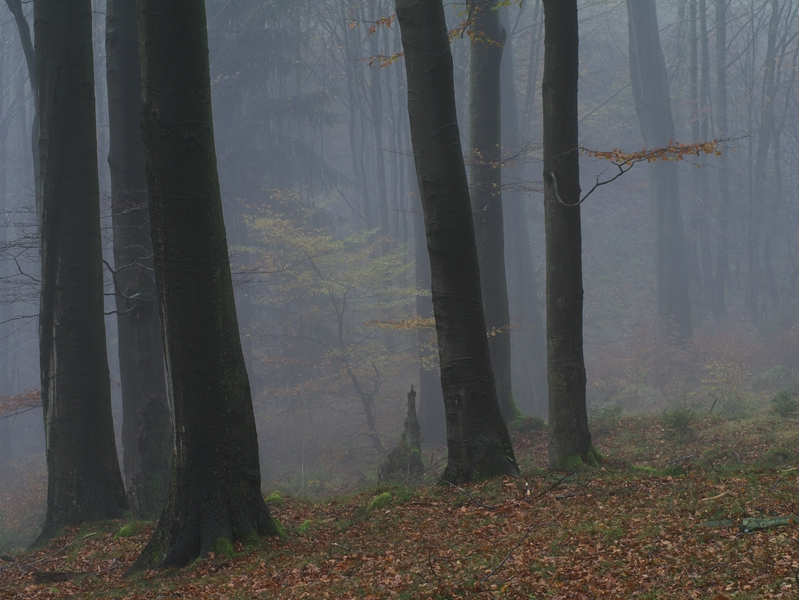 Herbstlicher Buchenwald