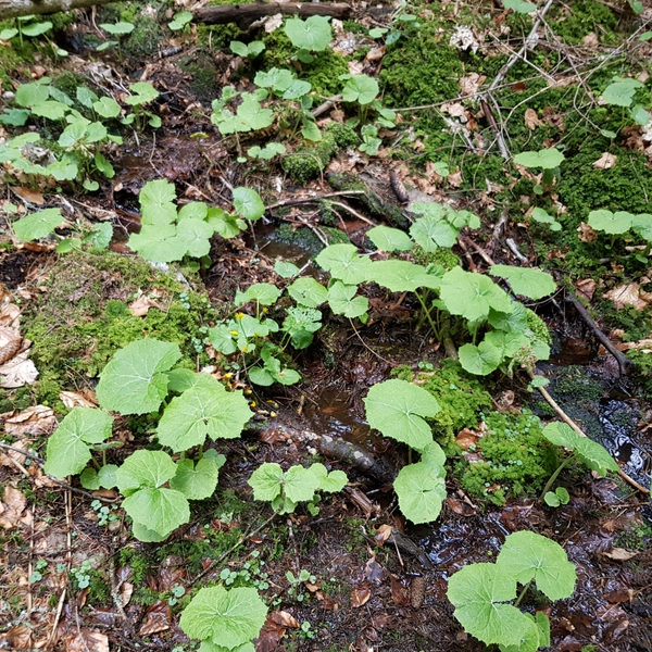 Quellhang mit Backenzahnkreisling