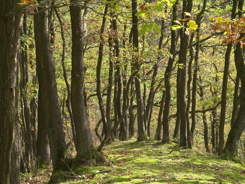 Eichen-Hainbuchenwald