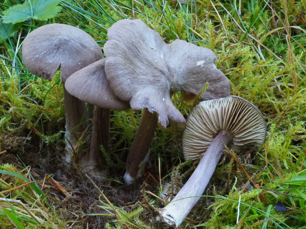 Entoloma porphyrophaeum