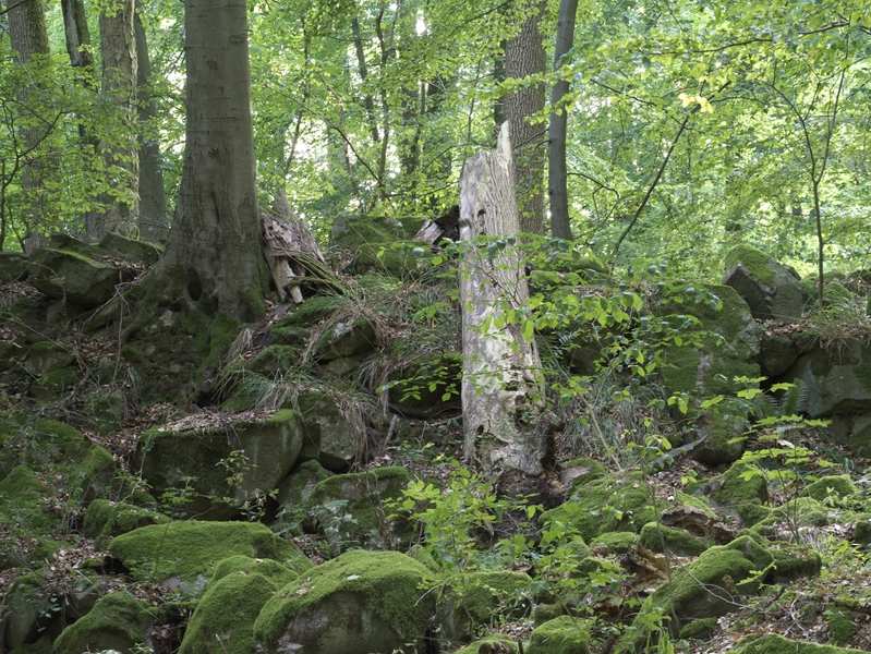 Laubmischwald  mit Totholz