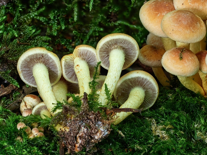 Grünblättriger Schwefelkopf