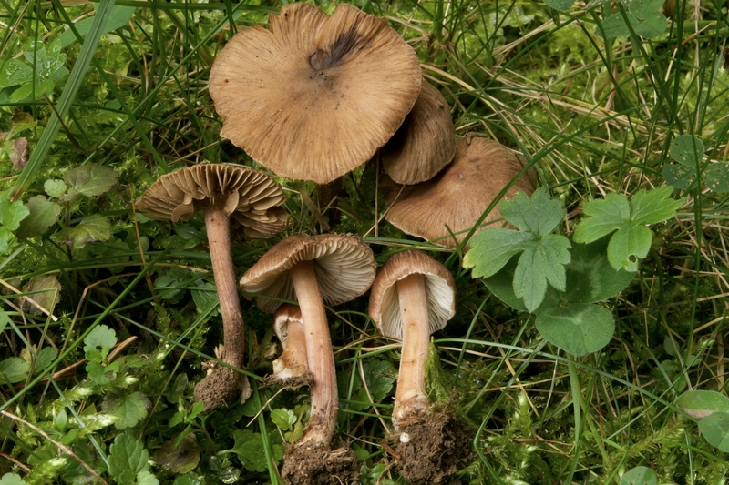 Inocybe assimilata