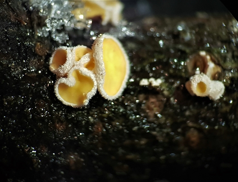 Pokalförmiges Haarbecherchen