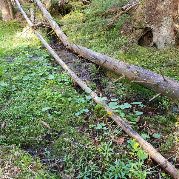 Habitat mit Sumpfhaubenpilzen