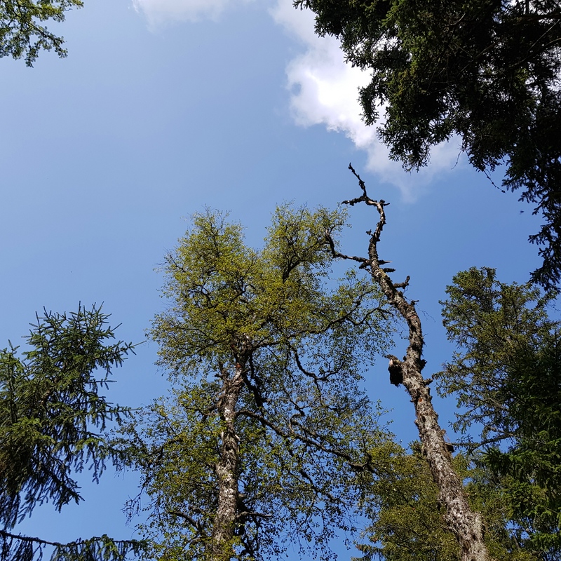 Canopy in the Bohemian Forest