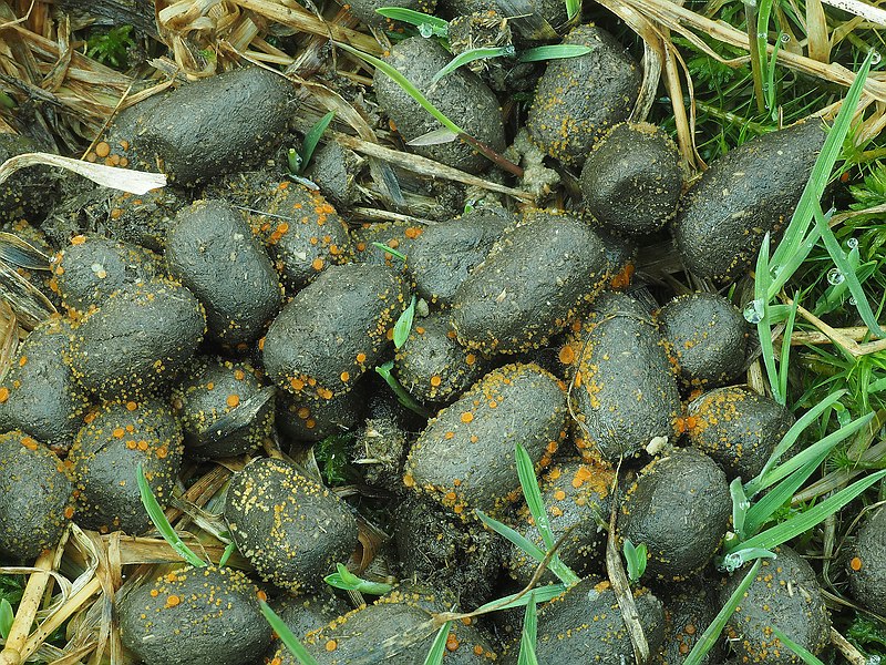 Hirschlosung mit Mistborstlingen