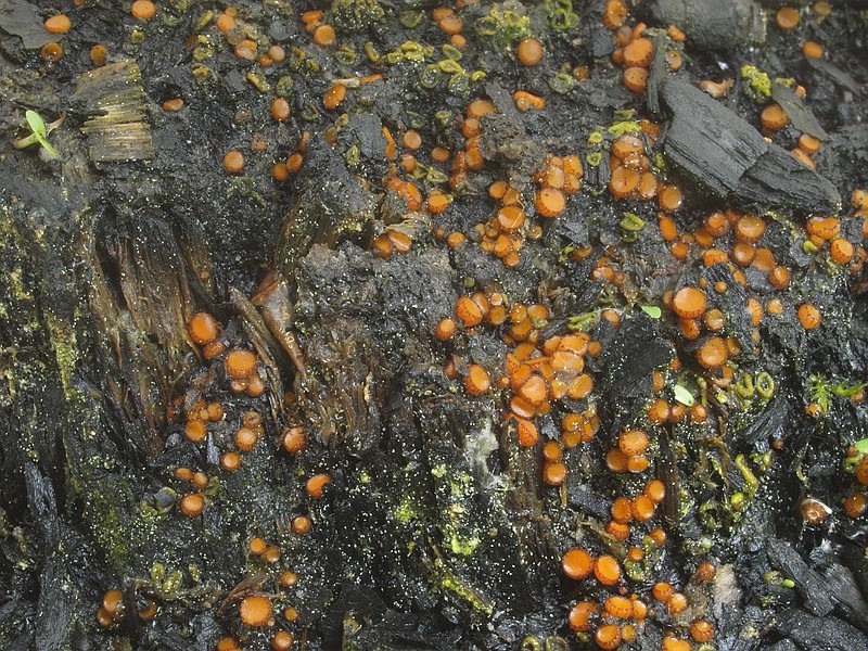 Brandstellen-Wimperlingen