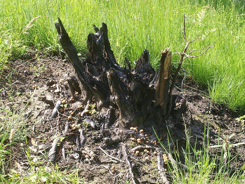 Brandstelle mit Kohlentintling