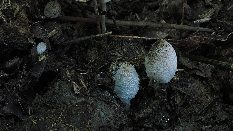 Narkotischer Tintling