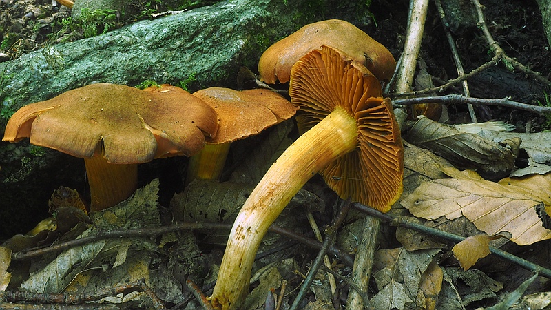 Orangefuchsiger Raukopf