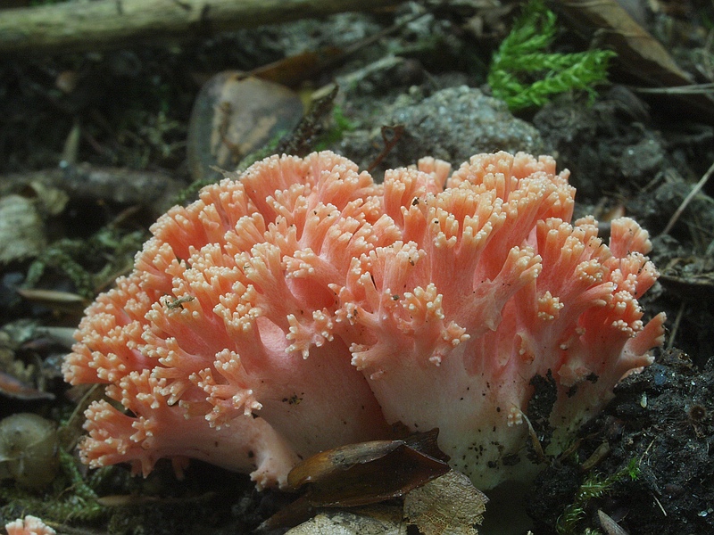 Rosenrote Koralle jung