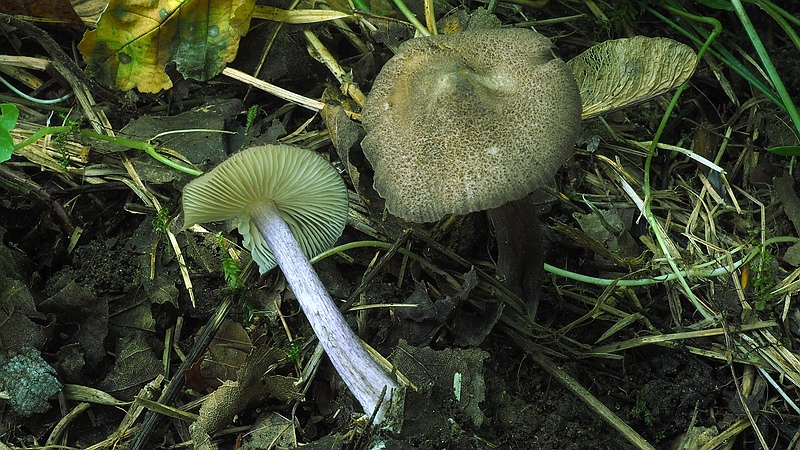 Lilastieliger Zärtling