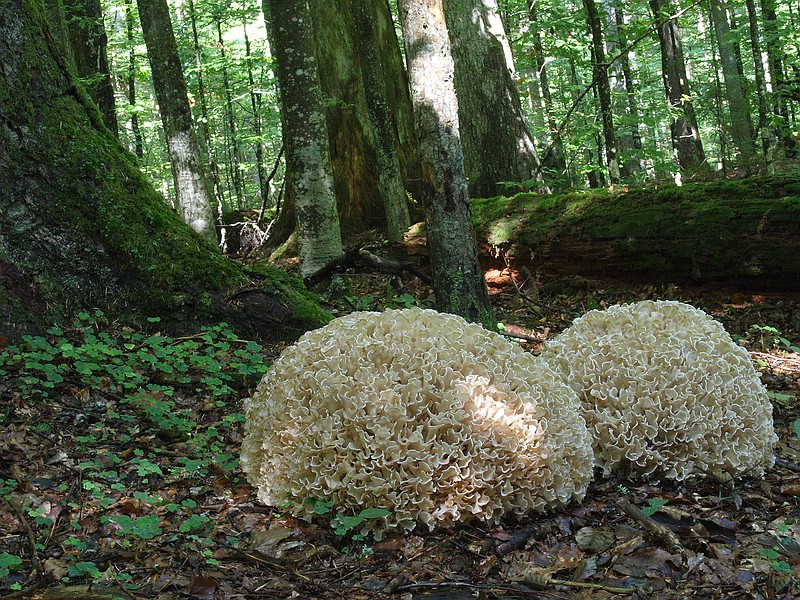 Fir roots in the Bavarian Forest National Park