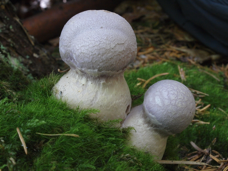 Safranfleischiger Dickfuß