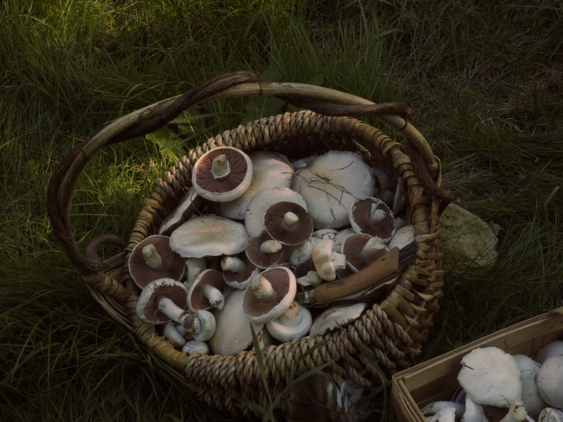 Korb mit Wiesenchampignons