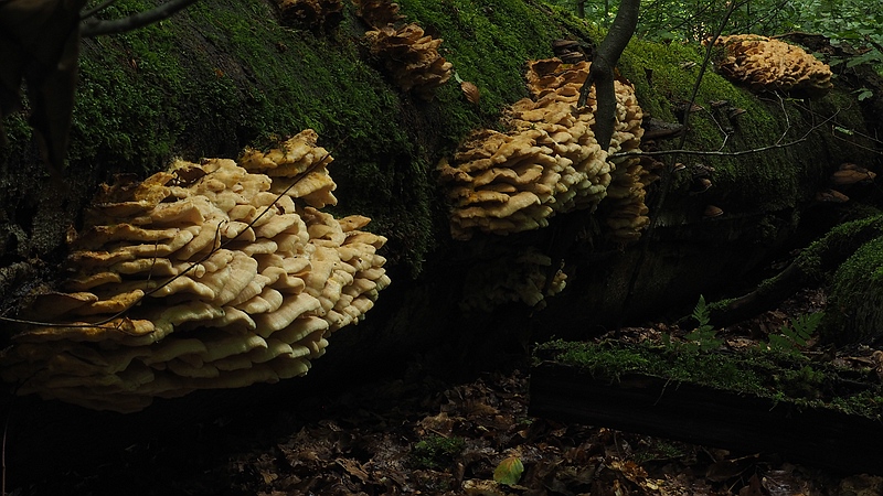 Nördlicher Stachelseitling