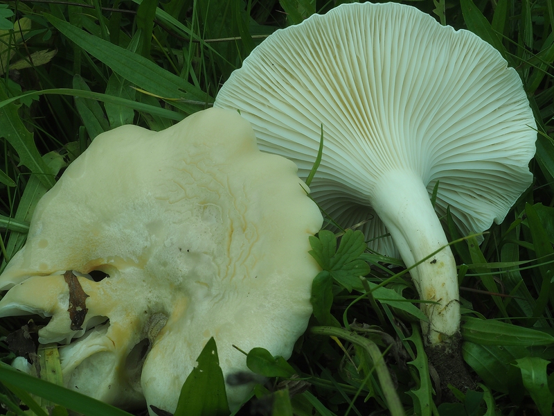 Camarophyllus virgineus