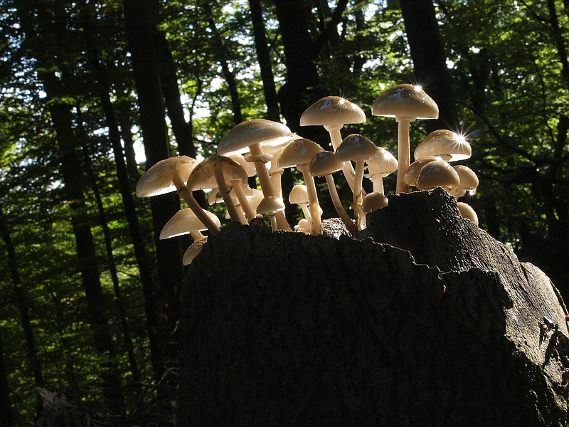 Buchenschleimrübling