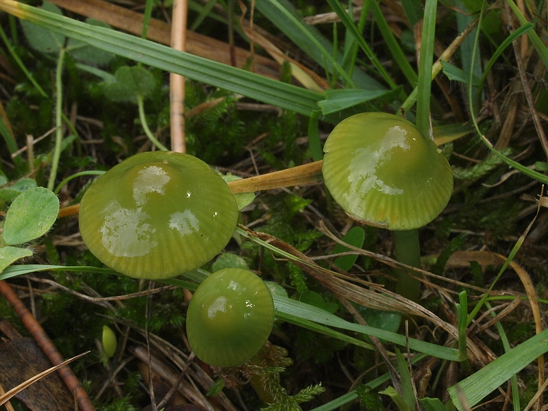 Waxcaps like the parrot waxcap show valuable species-rich grassland