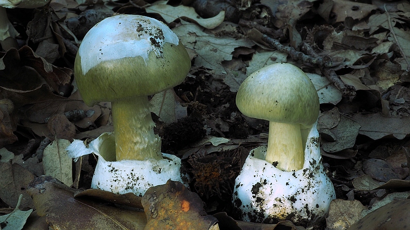 Grüner Knollenblätterpilz