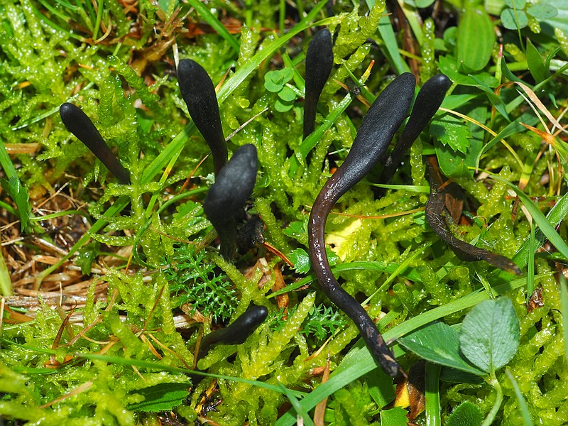 The sticky black tongue in the NSG Himmelreich