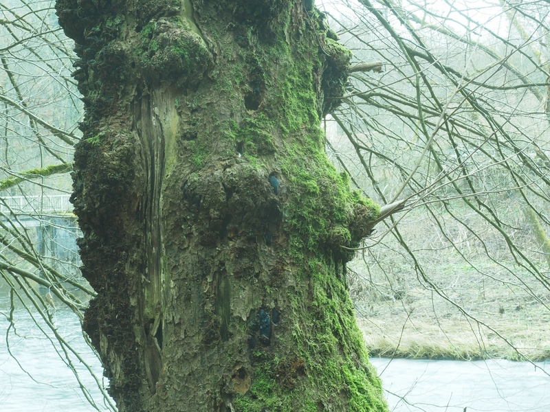 Erle mit Kugelschwamm