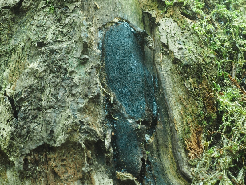 Reichsporiger Kugelschwamm