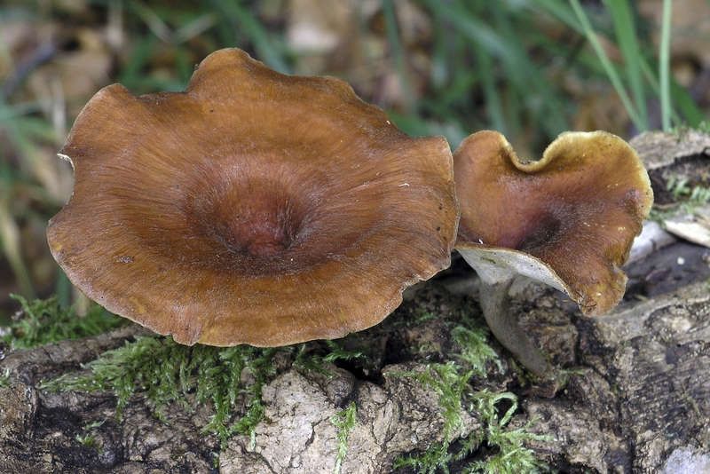 Trichterförmiger Stielporling