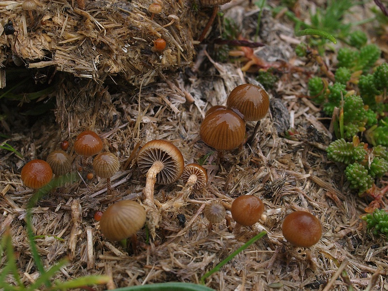 Kahlköpfe auf Pferdedung