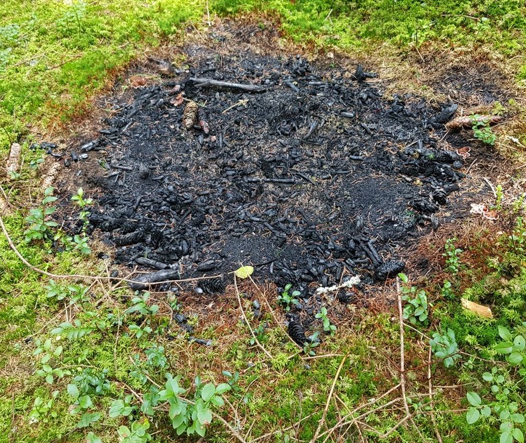 Brandstelle mit Wurzellorchel