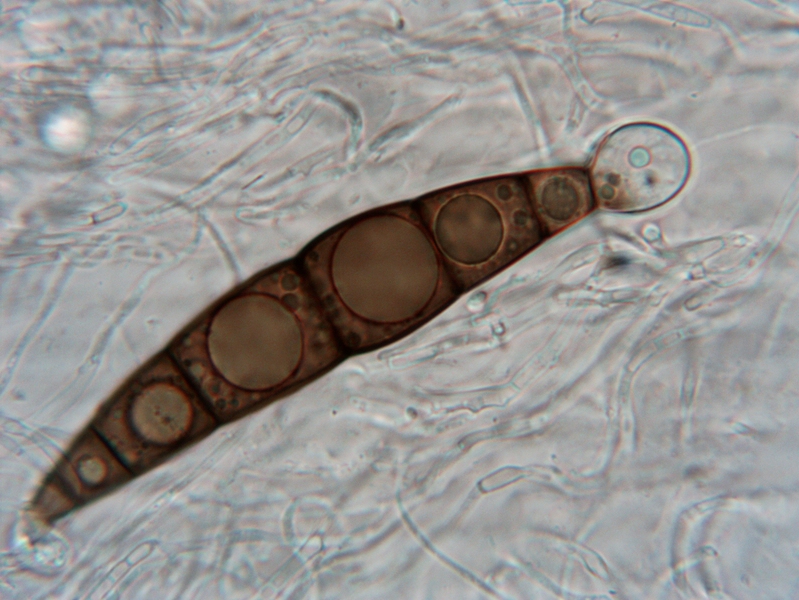 Trematosphaeria hydrela