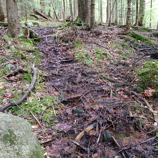 Wuchsort mit Tentakelkeulchen