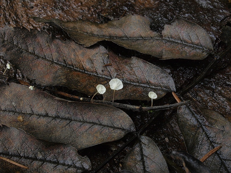 Ebereschen-Blattstielschwindling