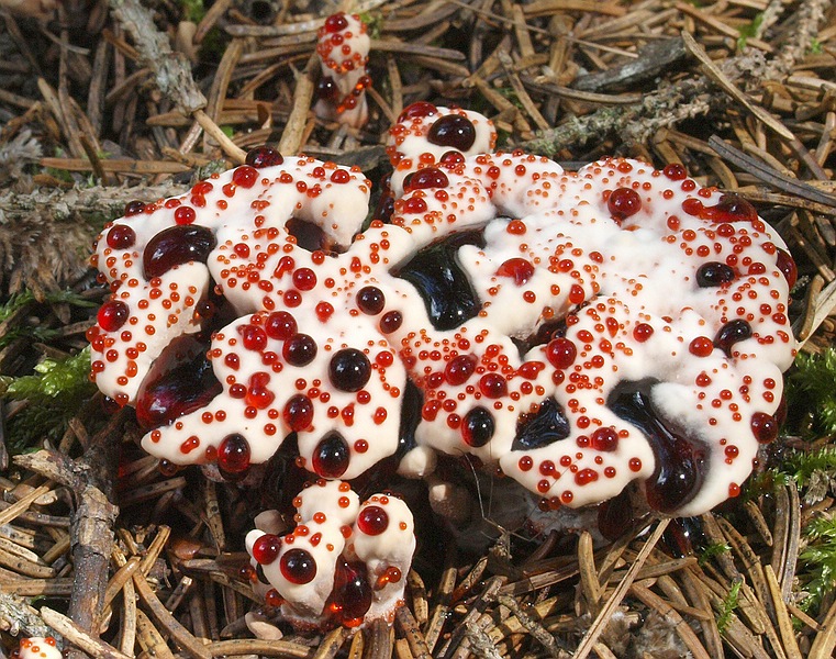 Blutender Korkstacheling